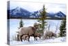 Bighorn Sheep Against Athabasca River, Jasper National Park, Alberta, Canada-Richard Wright-Stretched Canvas