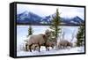 Bighorn Sheep Against Athabasca River, Jasper National Park, Alberta, Canada-Richard Wright-Framed Stretched Canvas