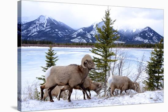 Bighorn Sheep Against Athabasca River, Jasper National Park, Alberta, Canada-Richard Wright-Stretched Canvas