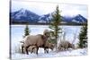 Bighorn Sheep Against Athabasca River, Jasper National Park, Alberta, Canada-Richard Wright-Stretched Canvas