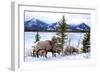 Bighorn Sheep Against Athabasca River, Jasper National Park, Alberta, Canada-Richard Wright-Framed Photographic Print