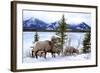 Bighorn Sheep Against Athabasca River, Jasper National Park, Alberta, Canada-Richard Wright-Framed Photographic Print