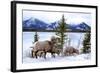 Bighorn Sheep Against Athabasca River, Jasper National Park, Alberta, Canada-Richard Wright-Framed Photographic Print