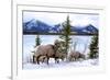 Bighorn Sheep Against Athabasca River, Jasper National Park, Alberta, Canada-Richard Wright-Framed Photographic Print