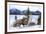 Bighorn Sheep Against Athabasca River, Jasper National Park, Alberta, Canada-Richard Wright-Framed Photographic Print