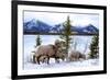 Bighorn Sheep Against Athabasca River, Jasper National Park, Alberta, Canada-Richard Wright-Framed Photographic Print