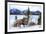 Bighorn Sheep Against Athabasca River, Jasper National Park, Alberta, Canada-Richard Wright-Framed Photographic Print