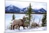 Bighorn Sheep Against Athabasca River, Jasper National Park, Alberta, Canada-Richard Wright-Mounted Photographic Print