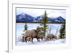 Bighorn Sheep Against Athabasca River, Jasper National Park, Alberta, Canada-Richard Wright-Framed Photographic Print