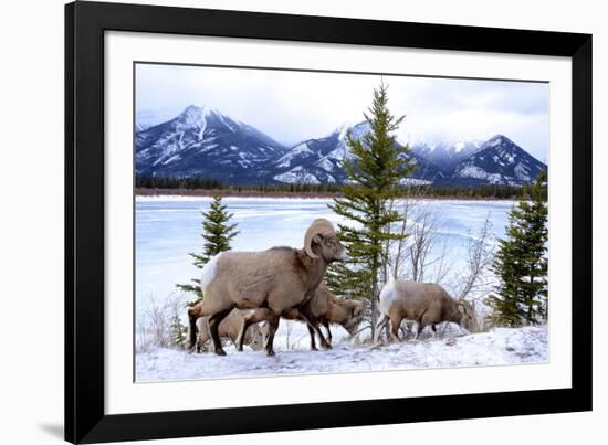 Bighorn Sheep Against Athabasca River, Jasper National Park, Alberta, Canada-Richard Wright-Framed Photographic Print