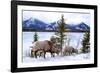 Bighorn Sheep Against Athabasca River, Jasper National Park, Alberta, Canada-Richard Wright-Framed Photographic Print