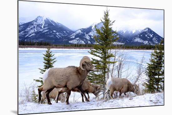 Bighorn Sheep Against Athabasca River, Jasper National Park, Alberta, Canada-Richard Wright-Mounted Photographic Print