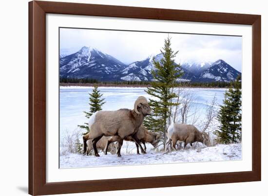 Bighorn Sheep Against Athabasca River, Jasper National Park, Alberta, Canada-Richard Wright-Framed Photographic Print