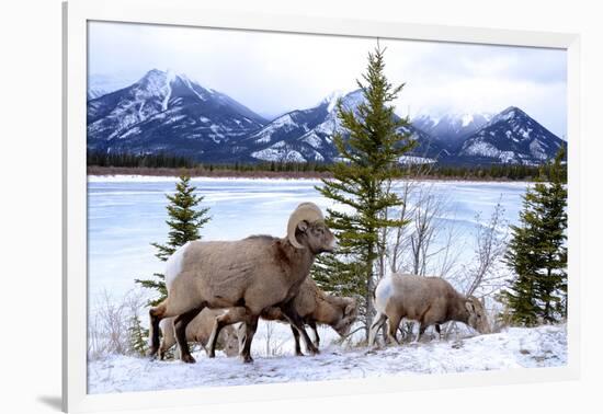 Bighorn Sheep Against Athabasca River, Jasper National Park, Alberta, Canada-Richard Wright-Framed Photographic Print