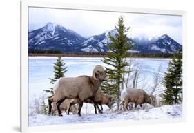 Bighorn Sheep Against Athabasca River, Jasper National Park, Alberta, Canada-Richard Wright-Framed Photographic Print
