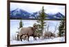 Bighorn Sheep Against Athabasca River, Jasper National Park, Alberta, Canada-Richard Wright-Framed Photographic Print