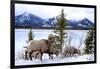 Bighorn Sheep Against Athabasca River, Jasper National Park, Alberta, Canada-Richard Wright-Framed Photographic Print