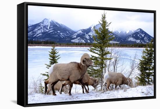 Bighorn Sheep Against Athabasca River, Jasper National Park, Alberta, Canada-Richard Wright-Framed Stretched Canvas