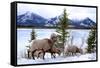 Bighorn Sheep Against Athabasca River, Jasper National Park, Alberta, Canada-Richard Wright-Framed Stretched Canvas