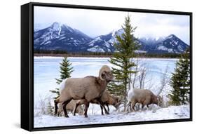 Bighorn Sheep Against Athabasca River, Jasper National Park, Alberta, Canada-Richard Wright-Framed Stretched Canvas