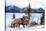 Bighorn Sheep Against Athabasca River, Jasper National Park, Alberta, Canada-Richard Wright-Stretched Canvas