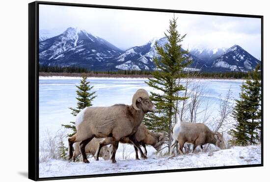 Bighorn Sheep Against Athabasca River, Jasper National Park, Alberta, Canada-Richard Wright-Framed Stretched Canvas