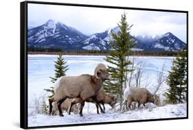 Bighorn Sheep Against Athabasca River, Jasper National Park, Alberta, Canada-Richard Wright-Framed Stretched Canvas