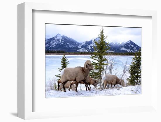 Bighorn Sheep Against Athabasca River, Jasper National Park, Alberta, Canada-Richard Wright-Framed Photographic Print