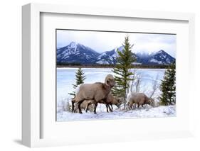 Bighorn Sheep Against Athabasca River, Jasper National Park, Alberta, Canada-Richard Wright-Framed Photographic Print