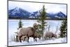 Bighorn Sheep Against Athabasca River, Jasper National Park, Alberta, Canada-Richard Wright-Mounted Photographic Print