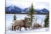 Bighorn Sheep Against Athabasca River, Jasper National Park, Alberta, Canada-Richard Wright-Stretched Canvas