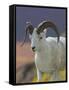 Bighorn Sheep, Alaska, USA-Hugh Rose-Framed Stretched Canvas