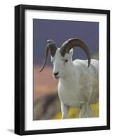 Bighorn Sheep, Alaska, USA-Hugh Rose-Framed Photographic Print