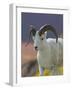 Bighorn Sheep, Alaska, USA-Hugh Rose-Framed Photographic Print