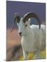 Bighorn Sheep, Alaska, USA-Hugh Rose-Mounted Photographic Print