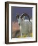 Bighorn Sheep, Alaska, USA-Hugh Rose-Framed Premium Photographic Print