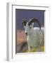 Bighorn Sheep, Alaska, USA-Hugh Rose-Framed Premium Photographic Print