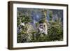 Bighorn sheep, Glacier National Park, Montana, USA-Yitzi Kessock-Framed Photographic Print