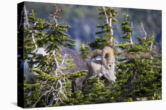 Bighorn sheep, Glacier National Park, Montana, USA-Yitzi Kessock-Stretched Canvas