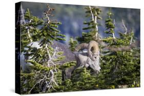 Bighorn sheep, Glacier National Park, Montana, USA-Yitzi Kessock-Stretched Canvas