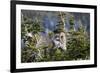 Bighorn sheep, Glacier National Park, Montana, USA-Yitzi Kessock-Framed Photographic Print