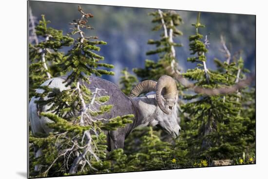 Bighorn sheep, Glacier National Park, Montana, USA-Yitzi Kessock-Mounted Photographic Print