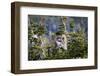 Bighorn sheep, Glacier National Park, Montana, USA-Yitzi Kessock-Framed Photographic Print