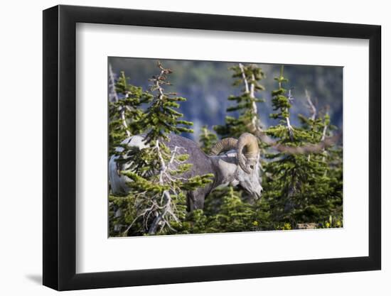 Bighorn sheep, Glacier National Park, Montana, USA-Yitzi Kessock-Framed Photographic Print