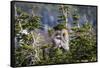 Bighorn sheep, Glacier National Park, Montana, USA-Yitzi Kessock-Framed Stretched Canvas