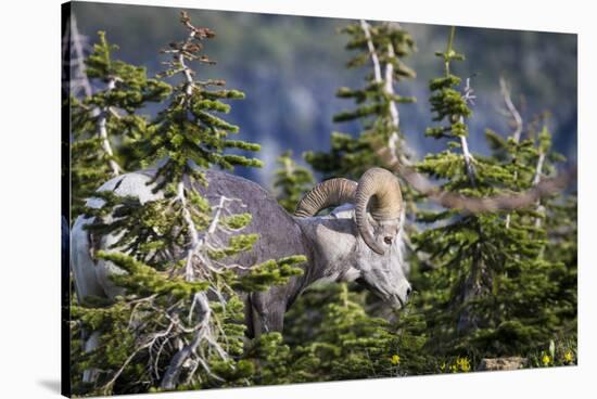 Bighorn sheep, Glacier National Park, Montana, USA-Yitzi Kessock-Stretched Canvas