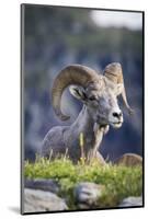 Bighorn sheep, Glacier National Park, Montana, USA-Yitzi Kessock-Mounted Photographic Print