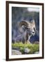 Bighorn sheep, Glacier National Park, Montana, USA-Yitzi Kessock-Framed Photographic Print