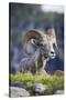 Bighorn sheep, Glacier National Park, Montana, USA-Yitzi Kessock-Stretched Canvas