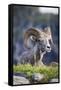 Bighorn sheep, Glacier National Park, Montana, USA-Yitzi Kessock-Framed Stretched Canvas